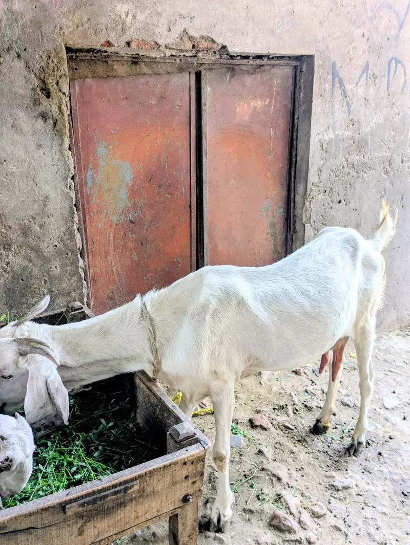 Hiram puri  Bakri 2 Bachon Ke Sath - Doodh Wali, Healthy - Warburton — photo 2