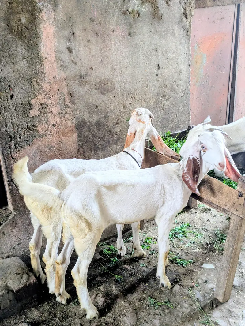 Hiram puri  Bakri 2 Bachon Ke Sath - Doodh Wali, Healthy - Warburton — photo 3