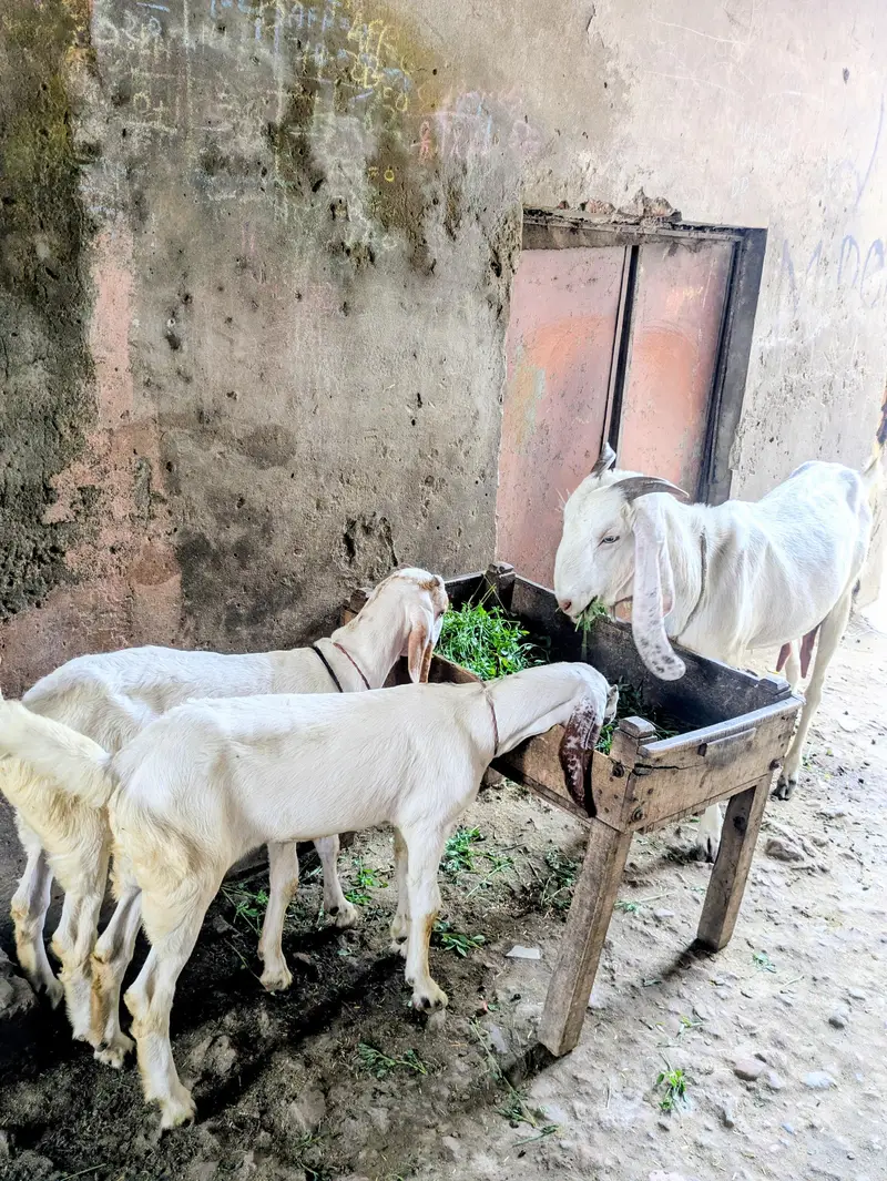 Hiram puri  Bakri 2 Bachon Ke Sath - Doodh Wali, Healthy - Warburton — photo 4
