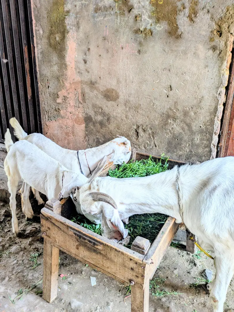 Hiram puri  Bakri 2 Bachon Ke Sath - Doodh Wali, Healthy - Warburton — photo 5