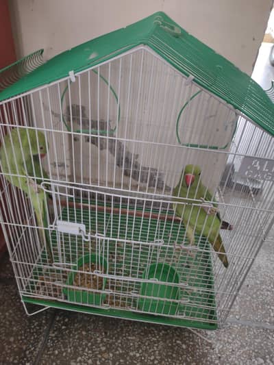 Pair for sale with cage