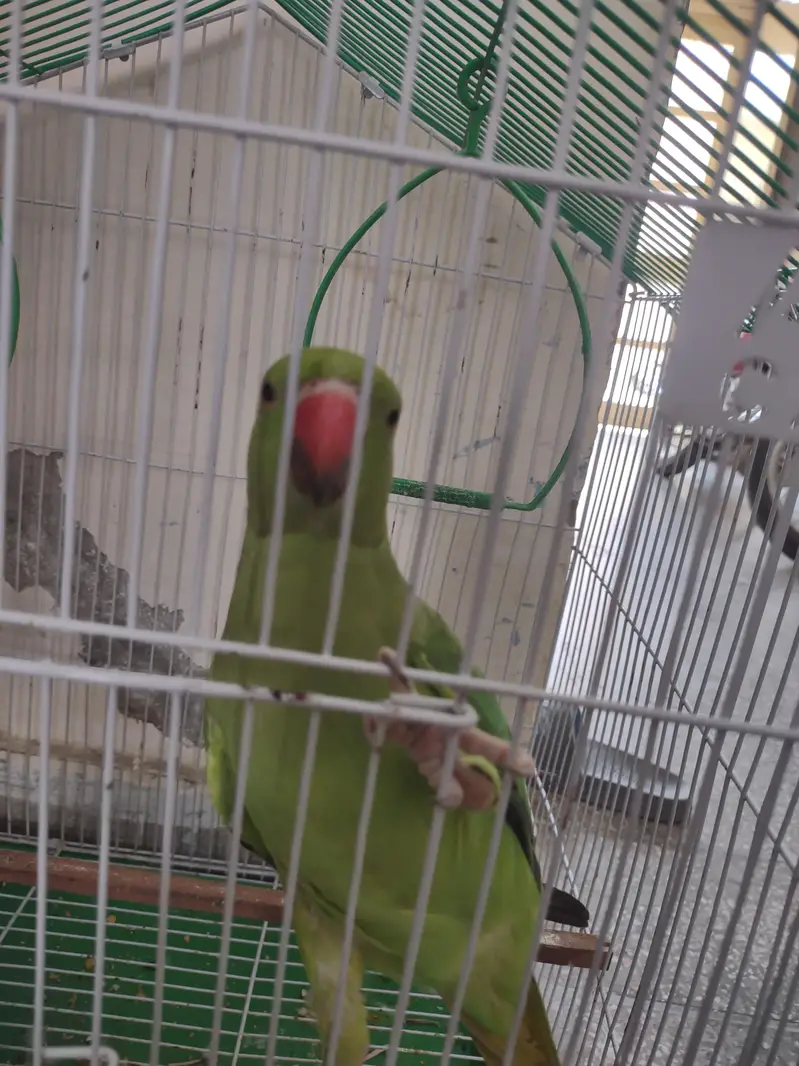 Pair for sale with cage — photo 2