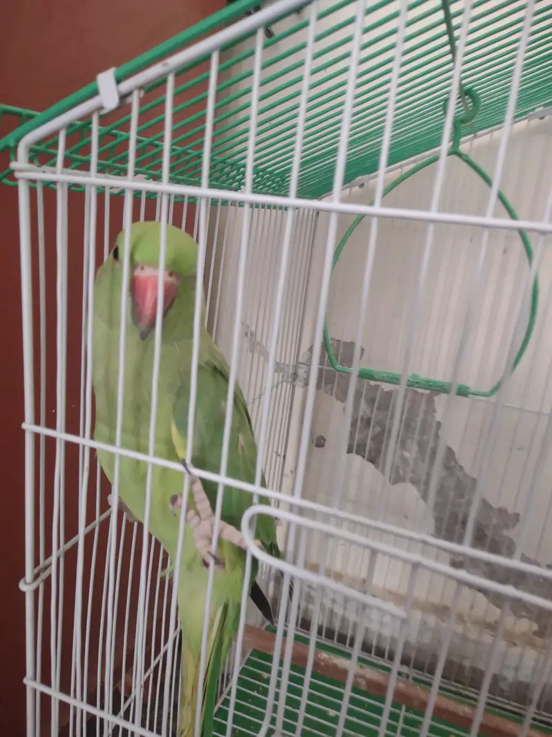 Pair for sale with cage — photo 3