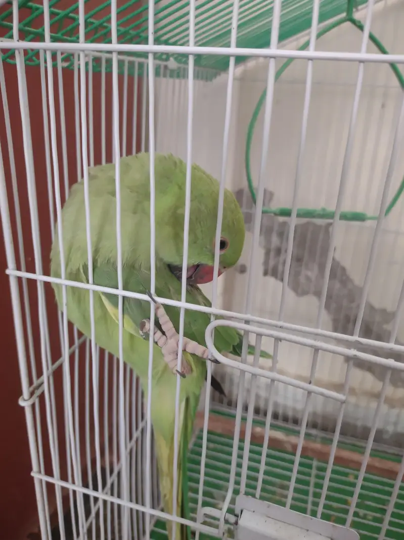 Pair for sale with cage — photo 4