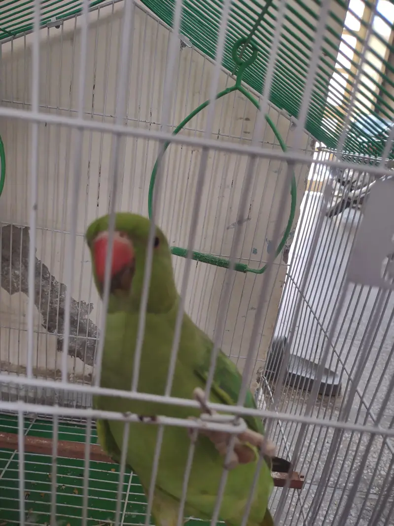 Pair for sale with cage — photo 5