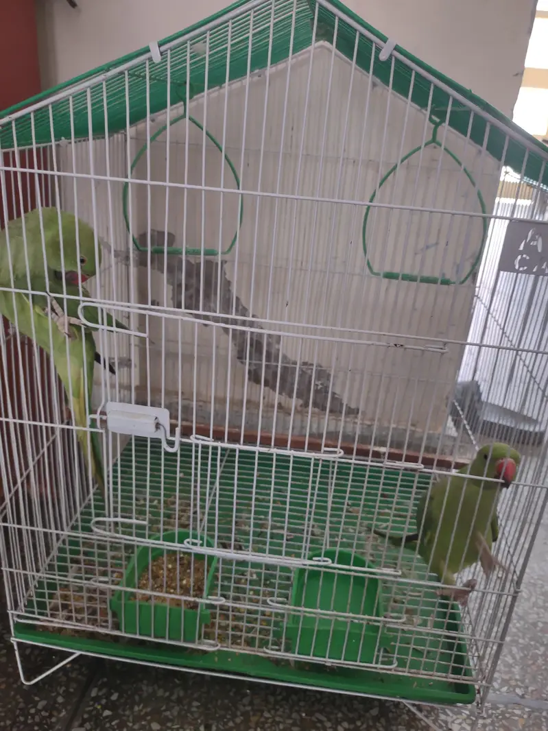 Pair for sale with cage — photo 6