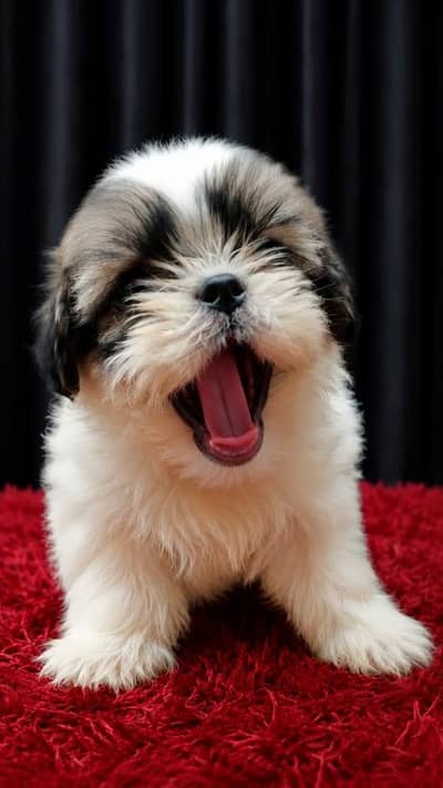 pur shih tzu female puppy 1 month old