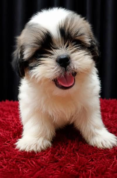 pur shih tzu female puppy 1 month old