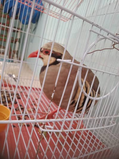 chukar