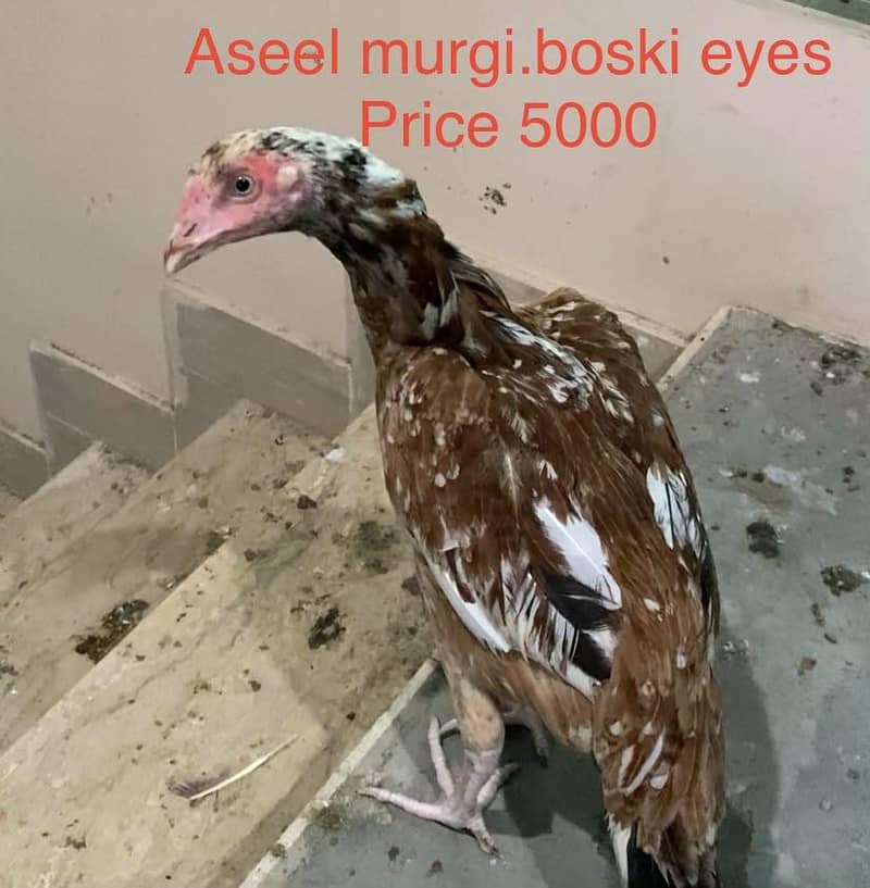 Aseel Murga 1