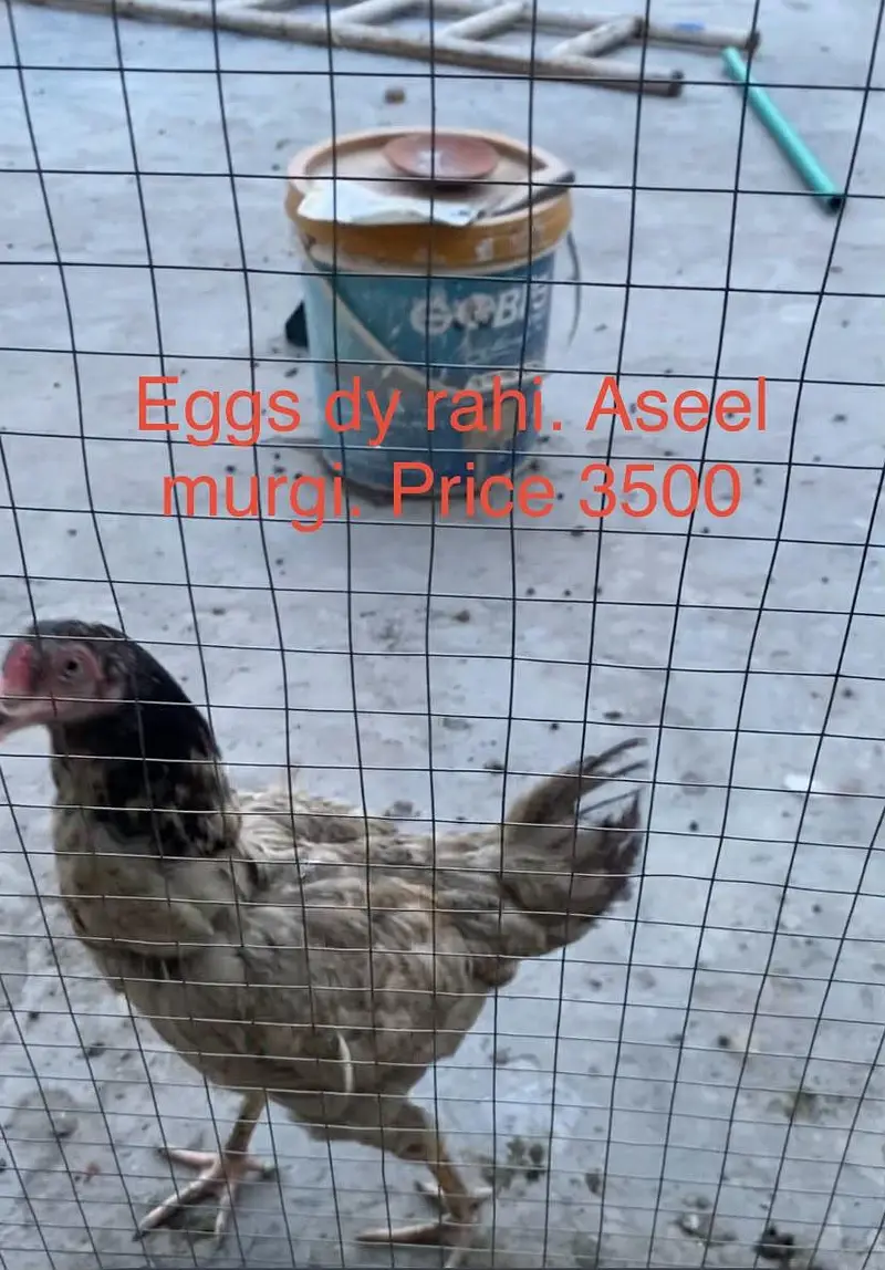 Aseel Murga — photo 3