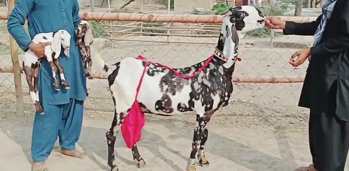 2 Bacchon ka sath Desi Bakri For Sale call _03228067847 — photo 2