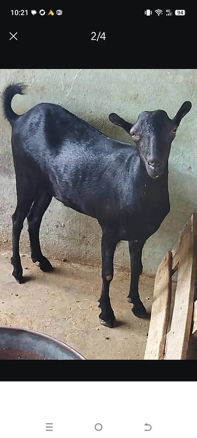Puree jat black tedda male for sale 0302 5283529 Whatsapp