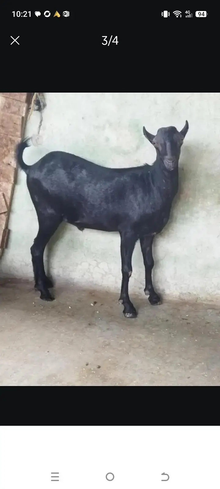 Puree jat black tedda male for sale 0302 5283529 Whatsapp — photo 2