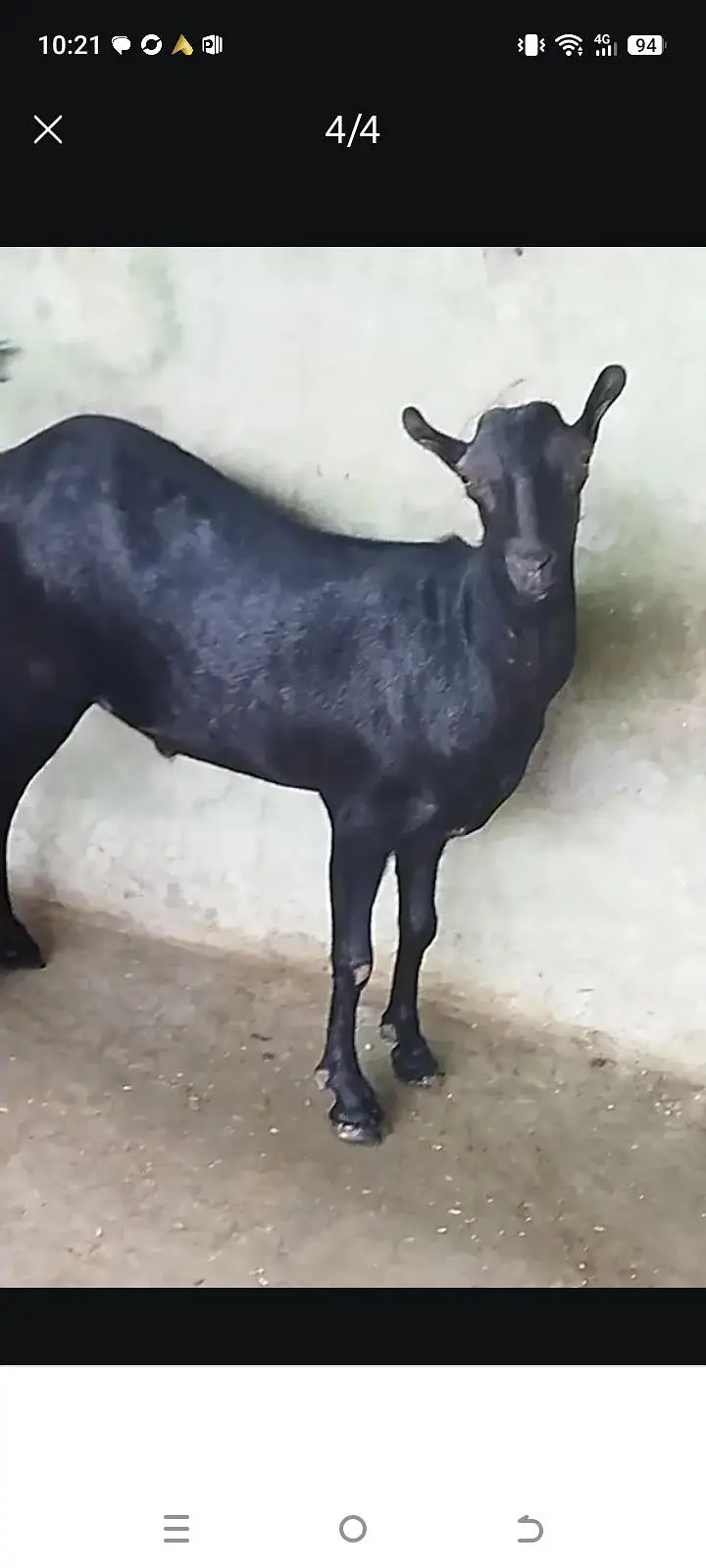 Puree jat black tedda male for sale 0302 5283529 Whatsapp — photo 3