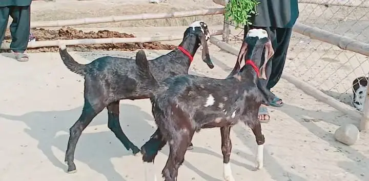 2 Bacchon ka sath Desi Bakri For Sale call __03228067847 — photo 2