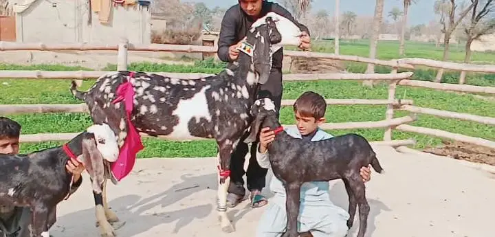 2 Bacchon ka sath Desi Bakri For Sale call __03228067847 — photo 4