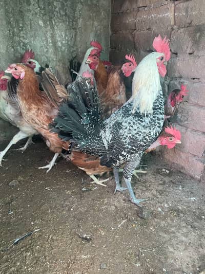 golden misri murghiya avaliable for sale