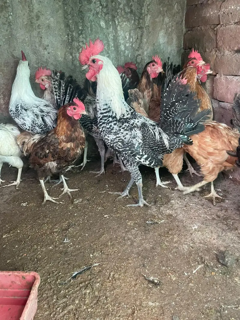 golden misri murghiya avaliable for sale — photo 2