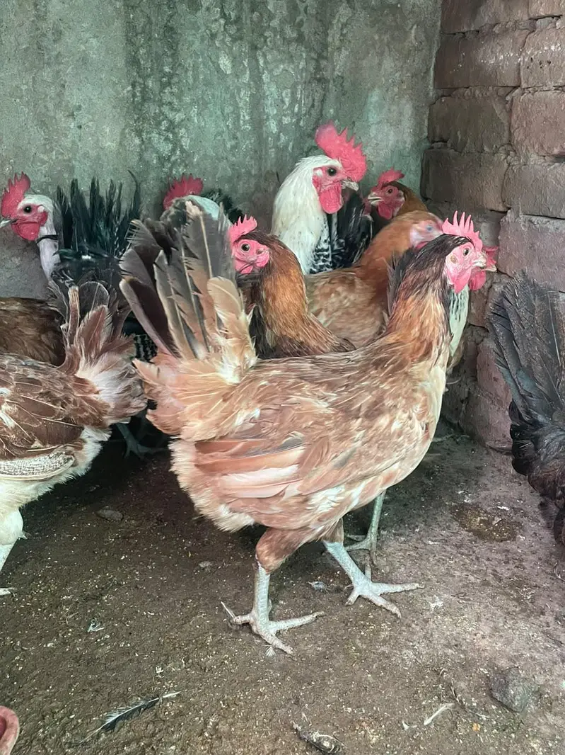 golden misri murghiya avaliable for sale — photo 3
