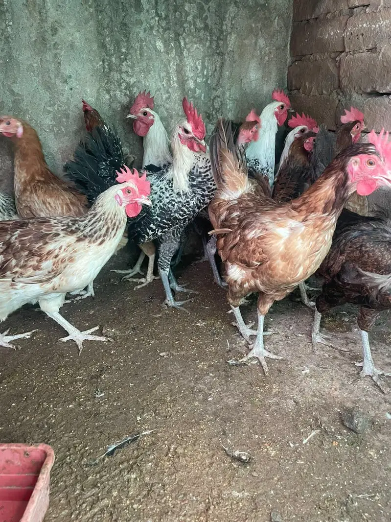 golden misri murghiya avaliable for sale — photo 4