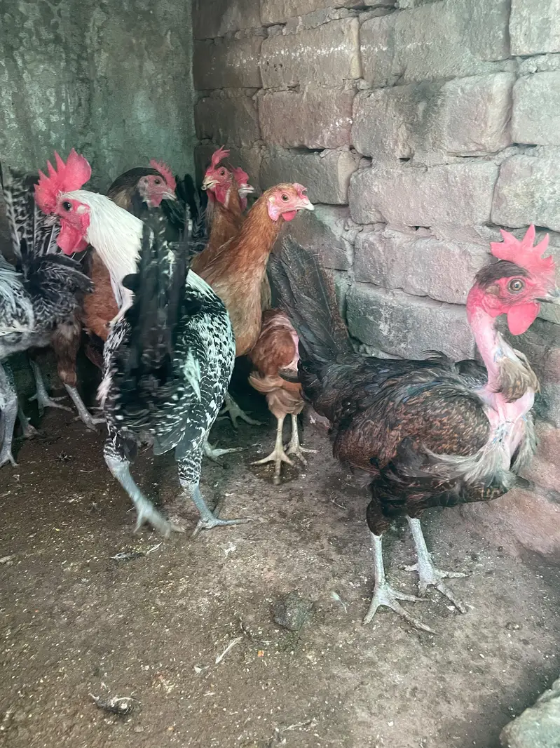 golden misri murghiya avaliable for sale — photo 5