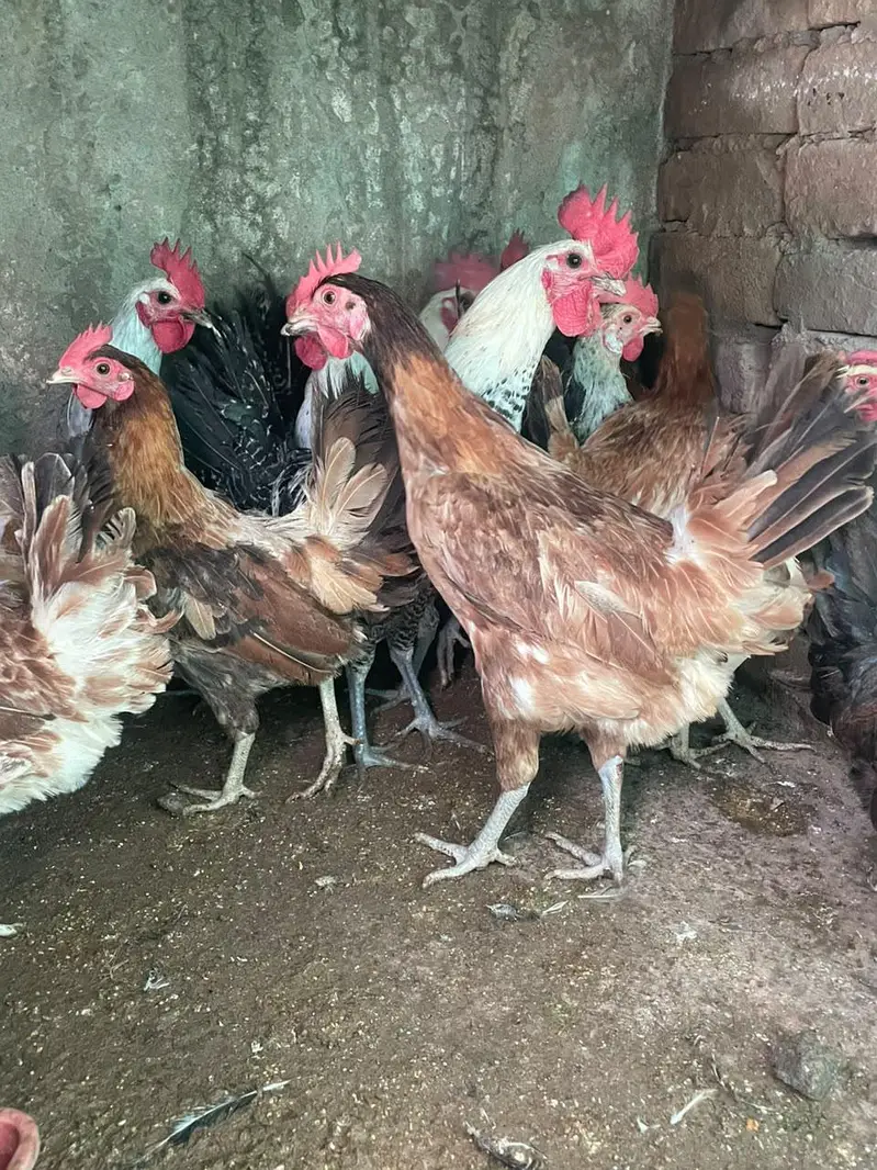 golden misri murghiya avaliable for sale — photo 6