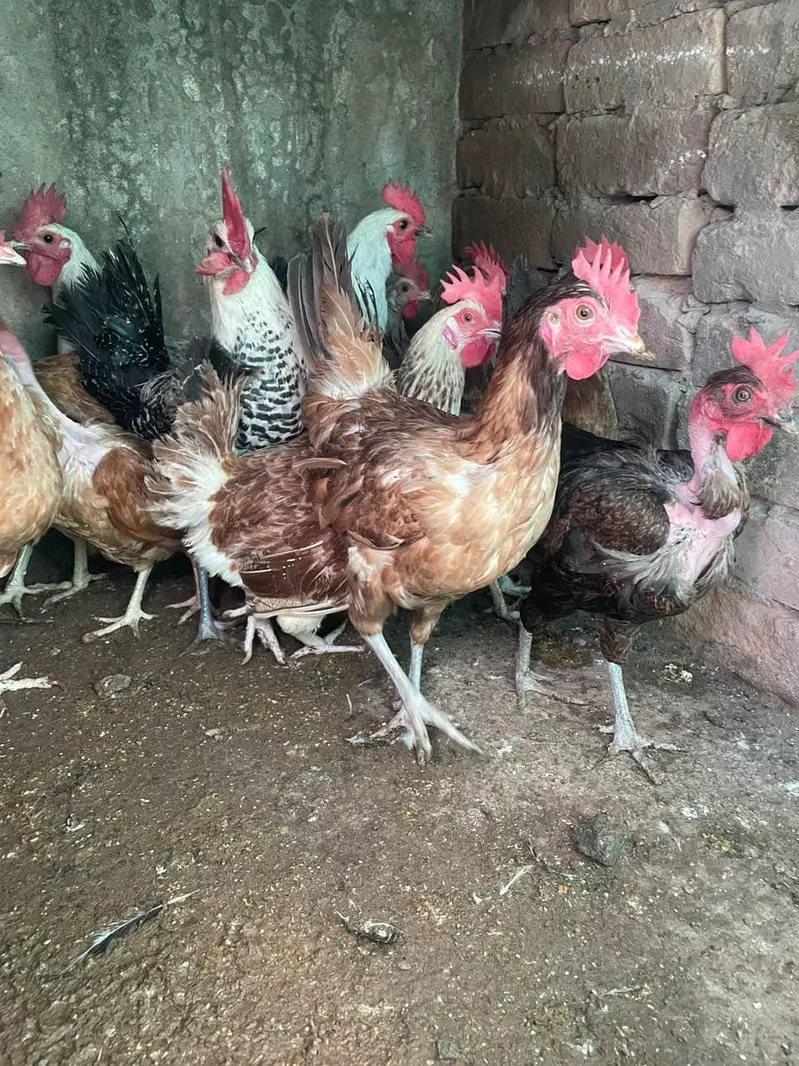 golden misri murghiya avaliable for sale — photo 7