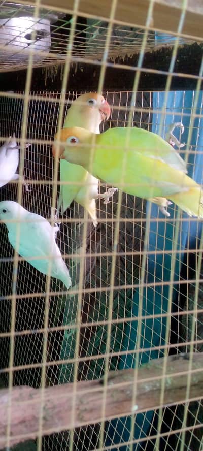 love bird pair hai sale ka liya
