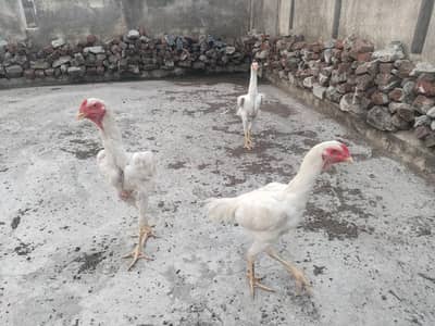 2 male 1 female German shamoo king size for sale 45000