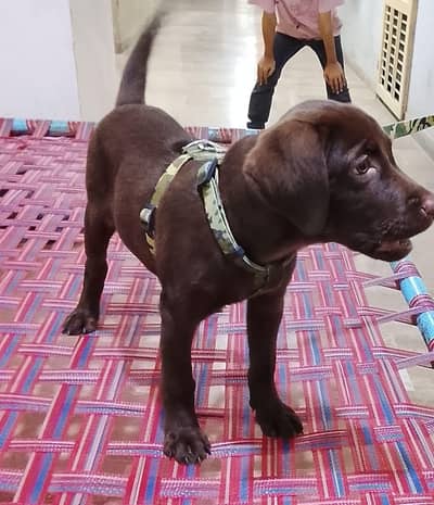 Puppy labrador