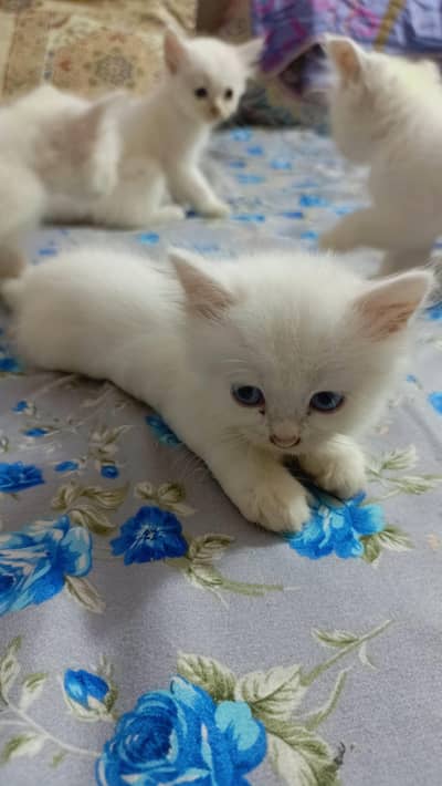 High quality Persian kittens