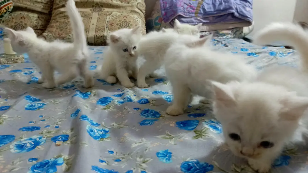 High quality Persian kittens — photo 2