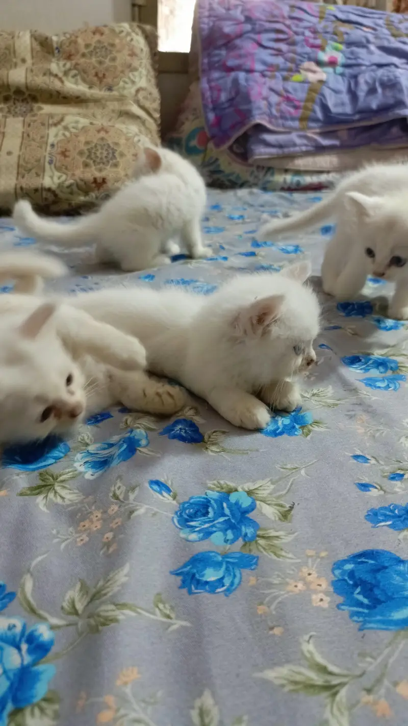 High quality Persian kittens — photo 3