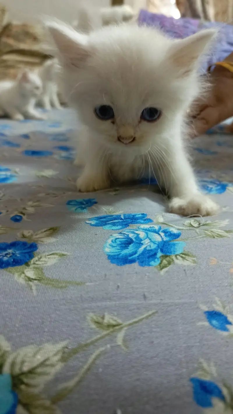 High quality Persian kittens — photo 4