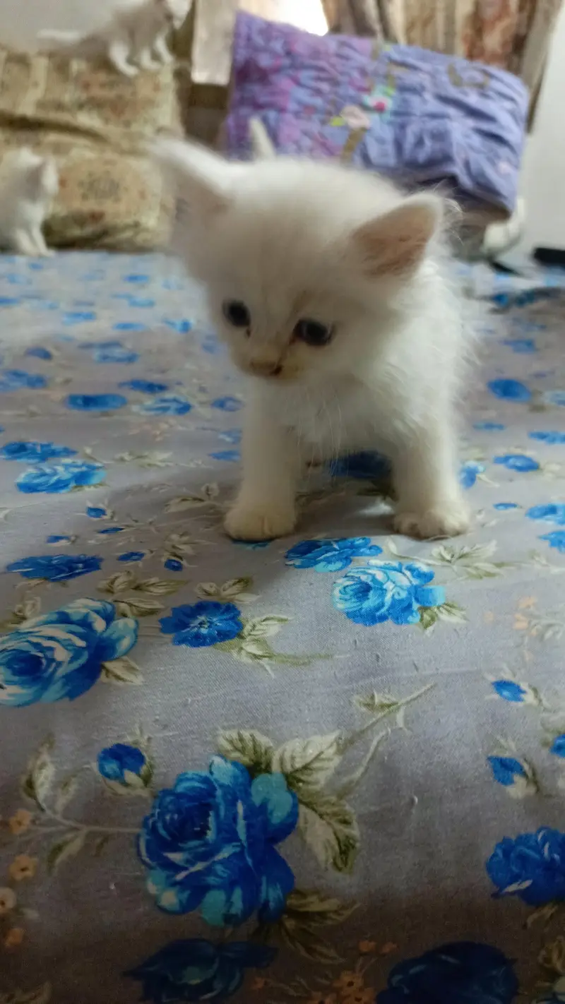 High quality Persian kittens — photo 5