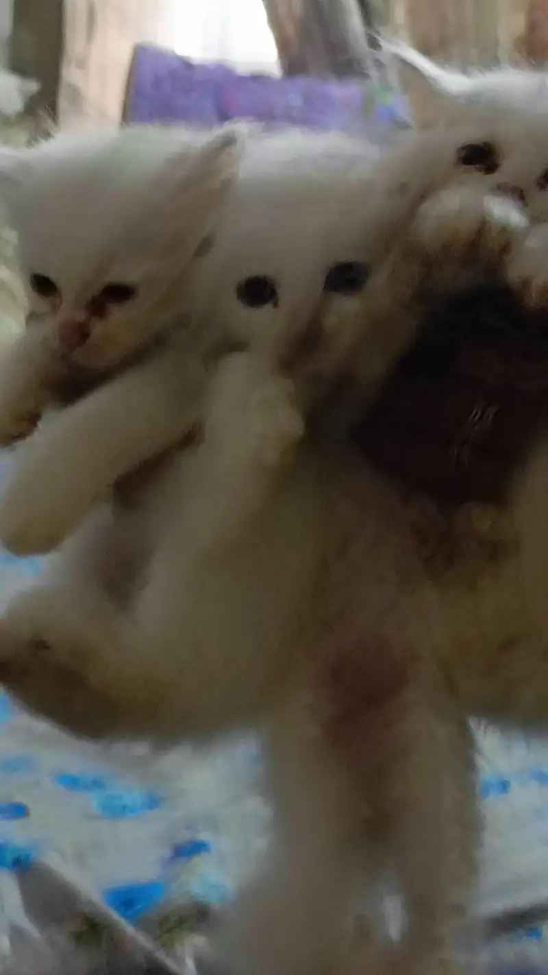 High quality Persian kittens — photo 6