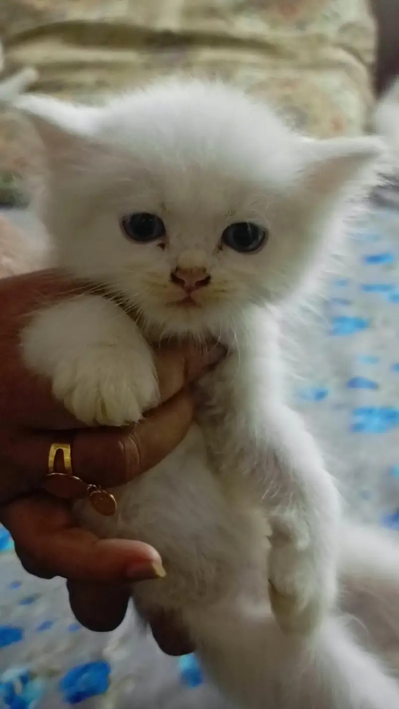 High quality Persian kittens — photo 7