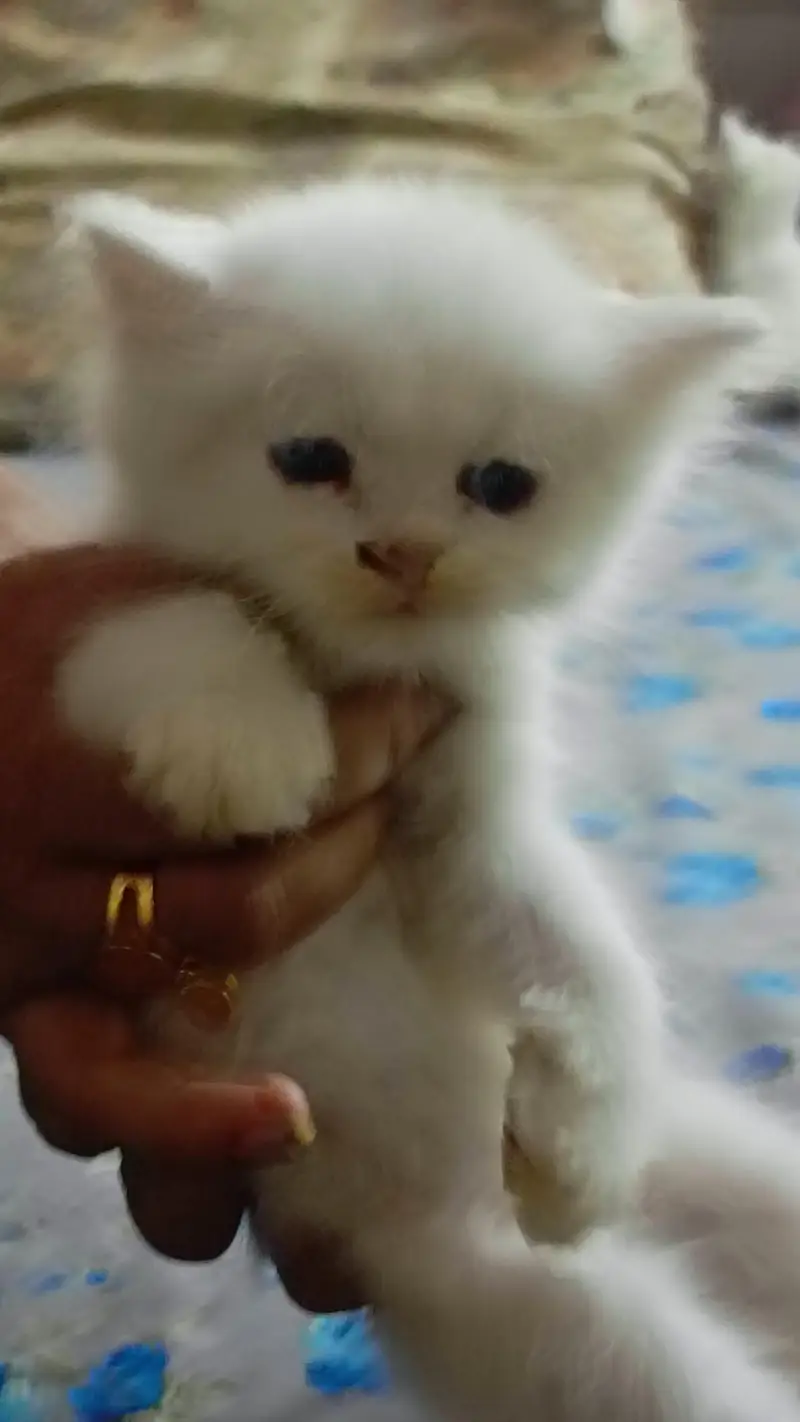 High quality Persian kittens — photo 8