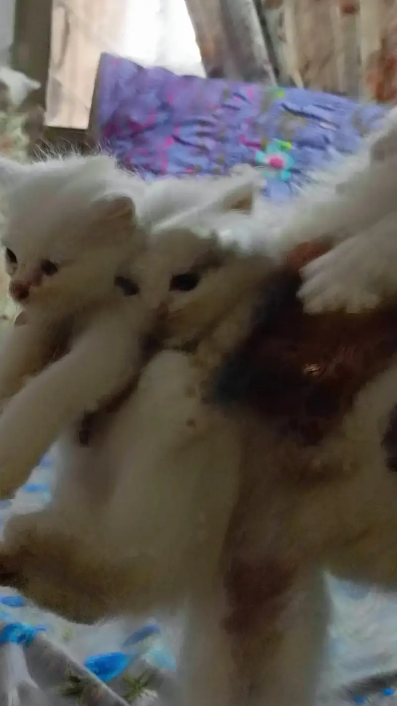 High quality Persian kittens — photo 9