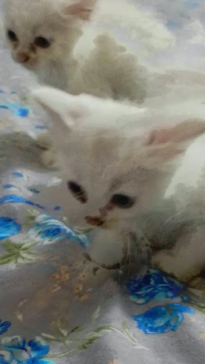 High quality Persian kittens — photo 10