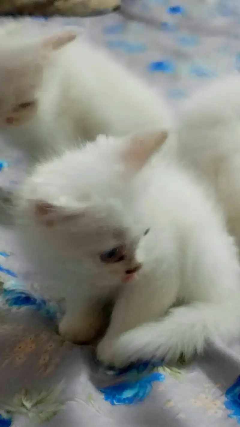 High quality Persian kittens — photo 11