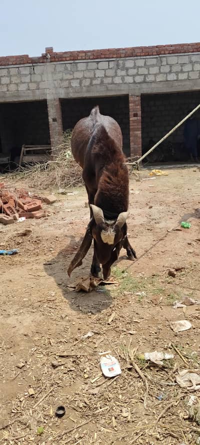 pure breeder Bakra. for call 03416286740
