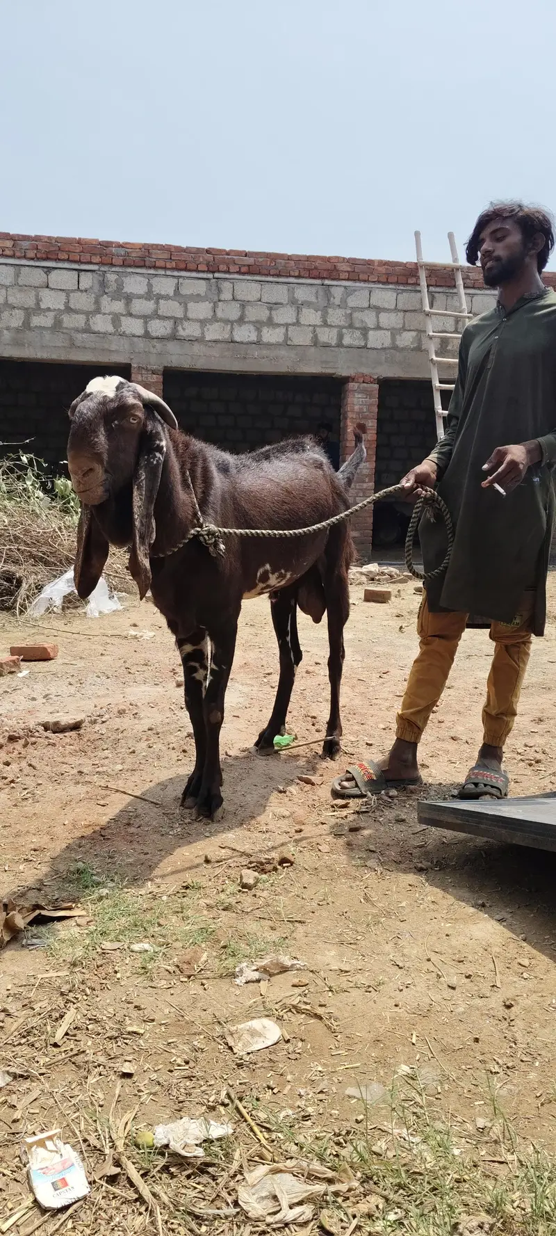 pure breeder Bakra. for call 03416286740 — photo 2