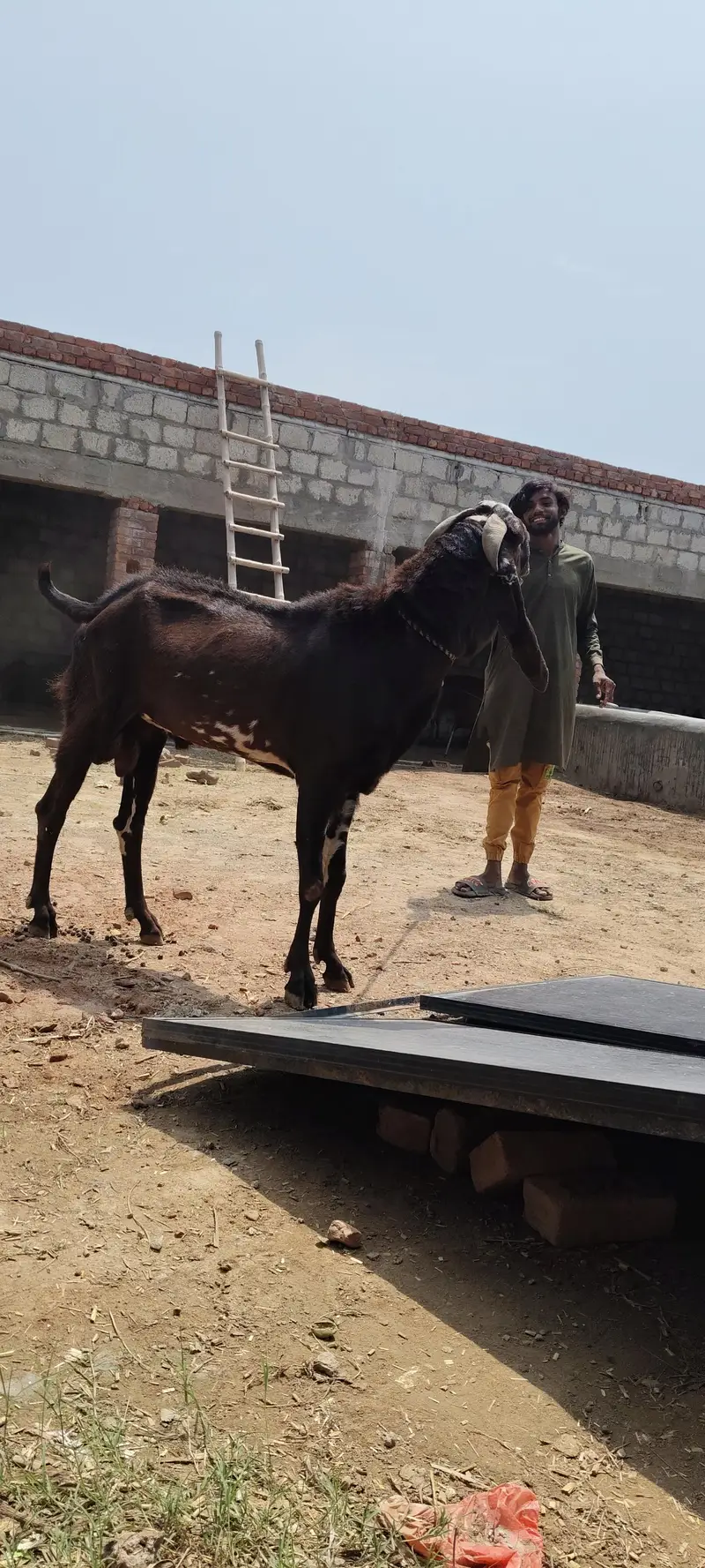 pure breeder Bakra. for call 03416286740 — photo 3