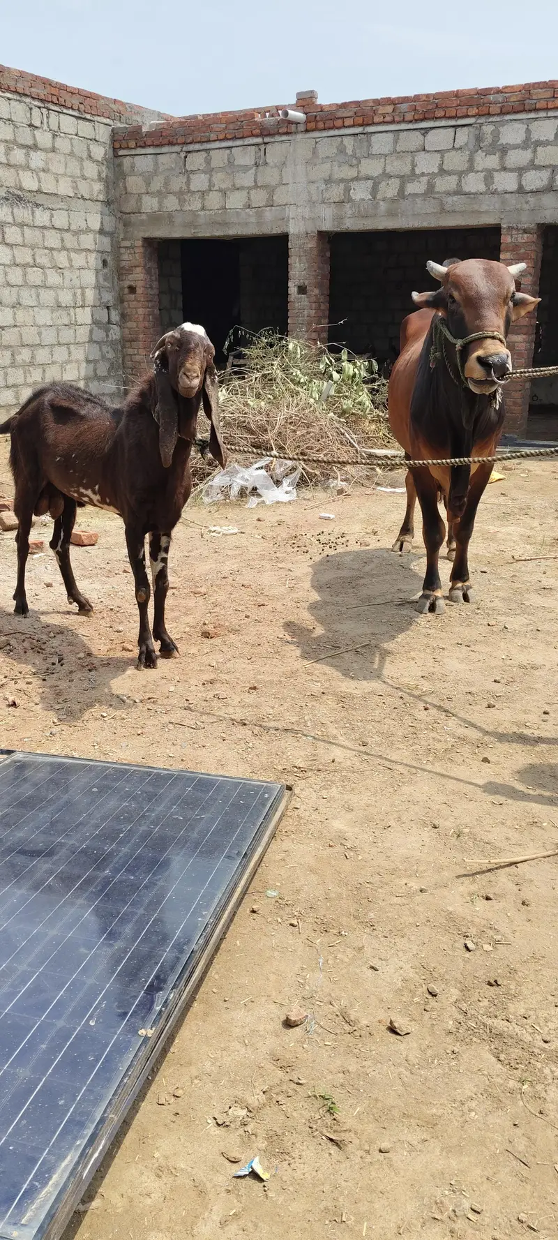 pure breeder Bakra. for call 03416286740 — photo 4