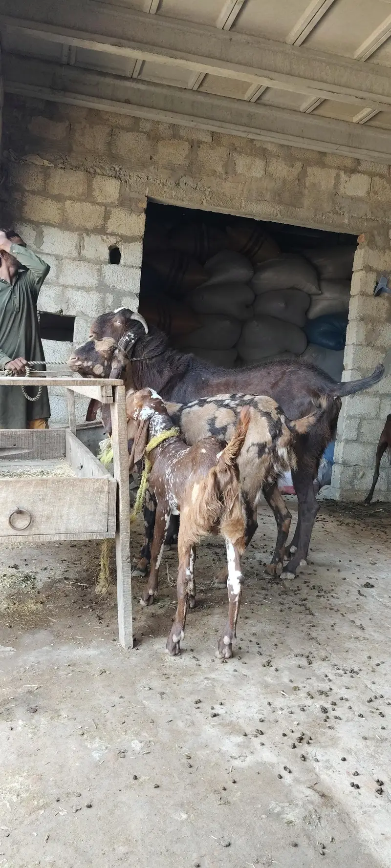 pure breeder Bakra. for call 03416286740 — photo 5