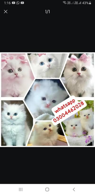 Persian Kittens | Persian Cat | Punch Face Persian | Triple Coated
