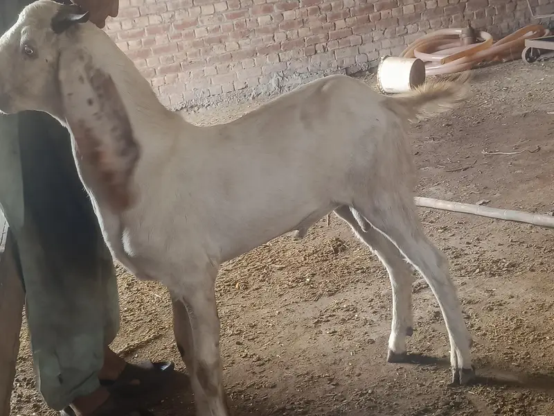 bakra — photo 2