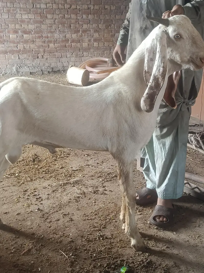 bakra — photo 5